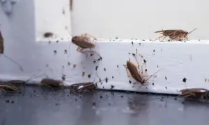 Prusak skąd się bierze? Odkryj niebezpieczeństwa w Twoim domu