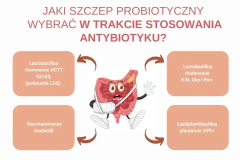 Jaki probiotyk przed czy po antybiotyku? Grafika pokazuje jelita w opasce, sugerując, że probiotyki mogą pomóc w ich regeneracji.