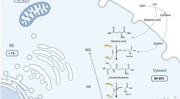 Schemat syntezy glutationu (GSH) w cytoplazmie. Glutation co to? To kluczowy antyoksydant.