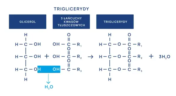 Schemat syntezy triglicerydów. Lipanthyl na co? Na wysoki poziom trójglicerydów.