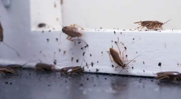 Prusak skąd się bierze? Odkryj niebezpieczeństwa w Twoim domu