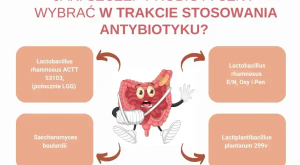 Jaki probiotyk przed czy po antybiotyku? Grafika pokazuje jelita w opasce, sugerując, że probiotyki mogą pomóc w ich regeneracji.