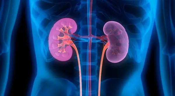 Kto leczy nerki? Nefrolog i jego rola w diagnozowaniu chorób nerek